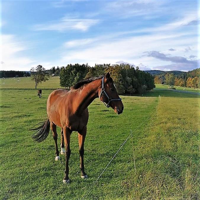 Chata Roubenka - Jesenka Dolni Moravice ภายนอก รูปภาพ